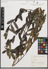 Foto von Salix purpurea L.
